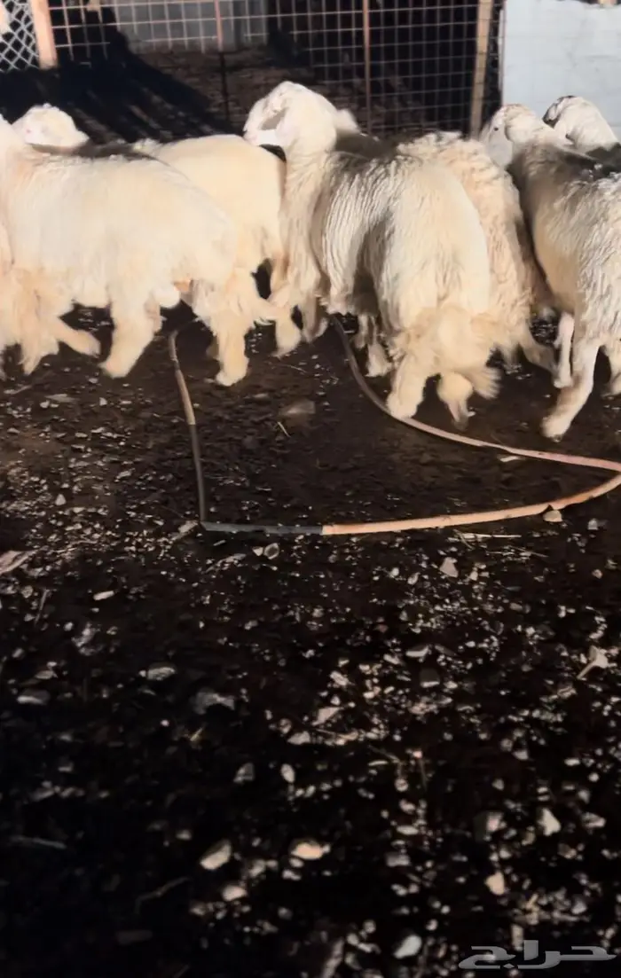 طليان جبر ناهي 3
