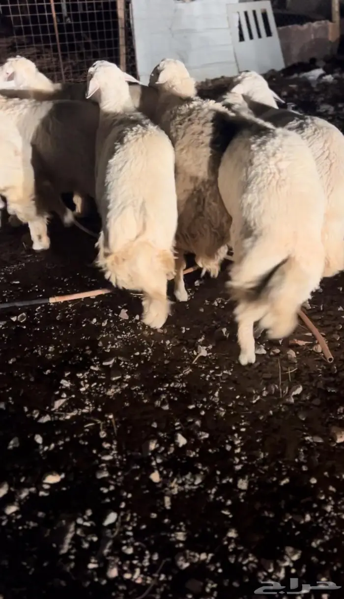 طليان جبر ناهي 2