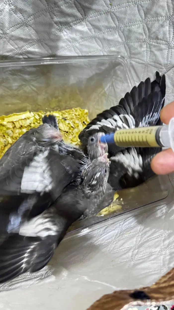 فروخ كروان هولندي 2