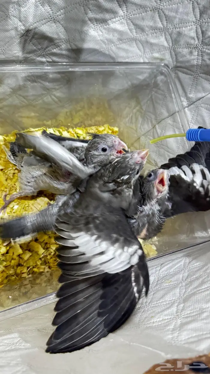 فروخ كروان هولندي 0