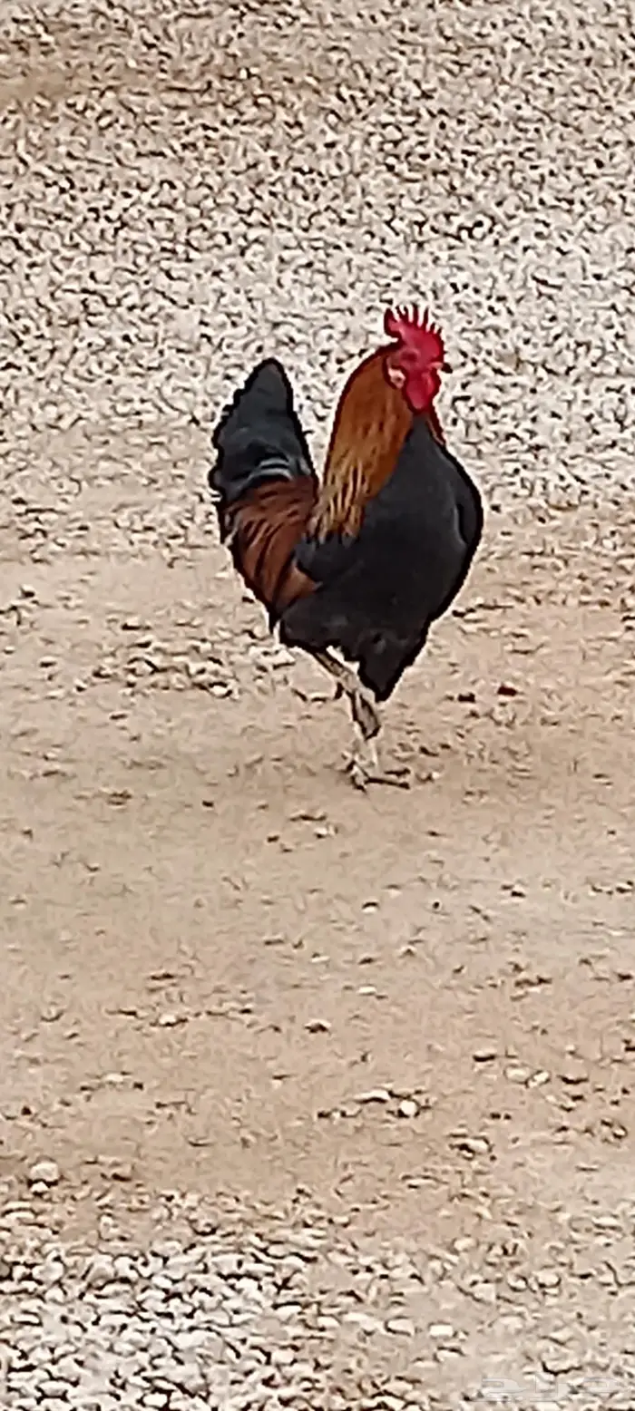ديك فحل شرط 3