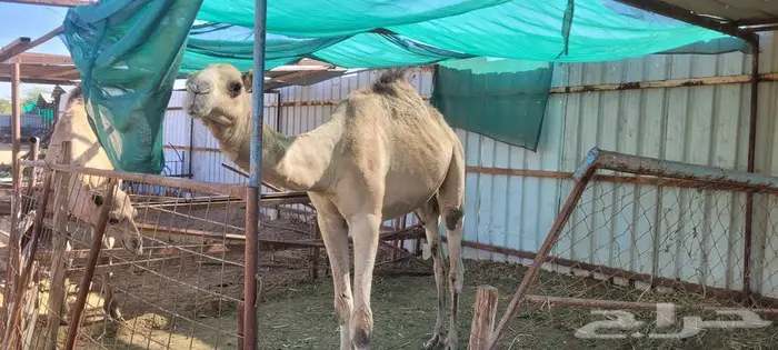 قعدان تربية 0