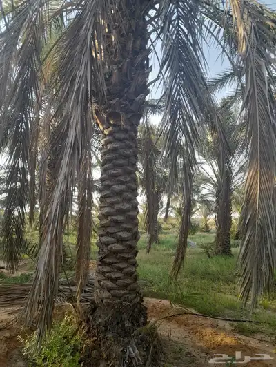 نخل نقايل طويل 0