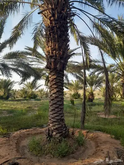 نخل نقايل طويل 3