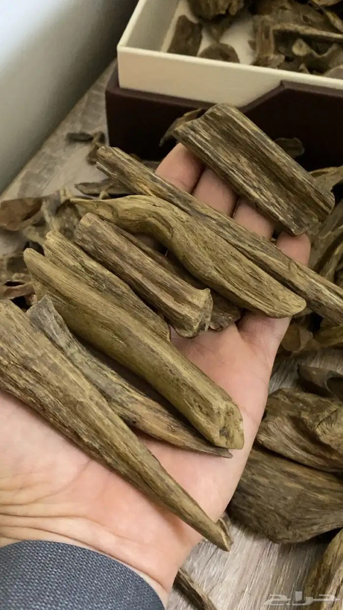 عود سيلاني. دبل مرتفع. كسر مباخر 3