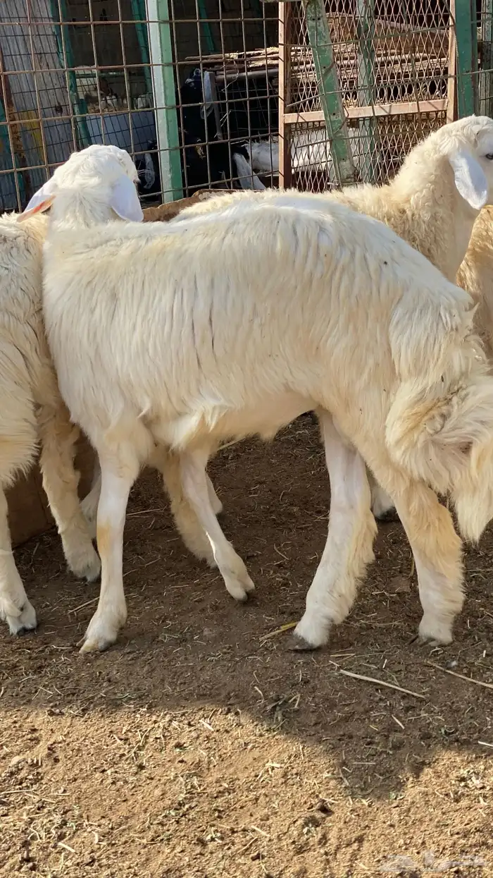طليان حري 0