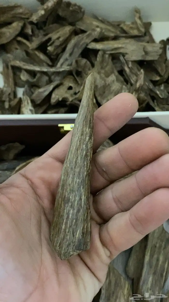 عود سيلاني. دبل مرتفع. كسر مباخر 4