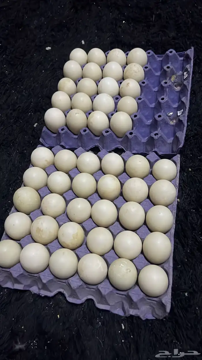 بيض بط مصري 0