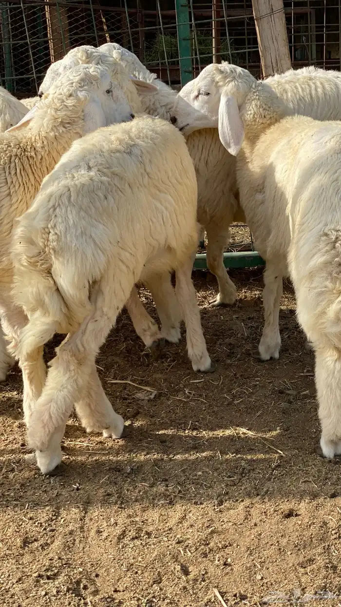 طليان حري 5