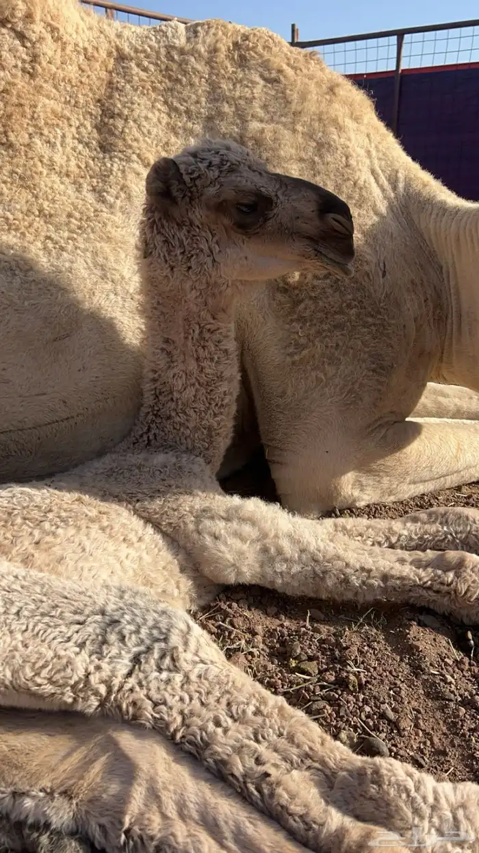 بعير اصفر كفو ابوه الاحمر اللي فصوره والحواره من انتاجه 2