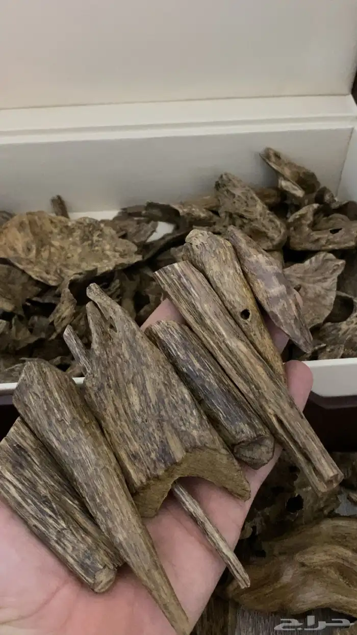 عود سيلاني. دبل مرتفع. كسر مباخر 5