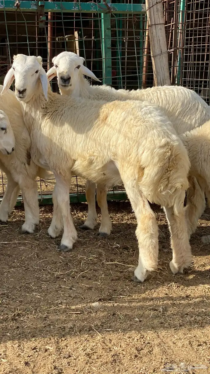 طليان حري 6