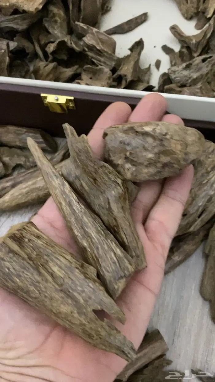 عود سيلاني. دبل مرتفع. كسر مباخر 2