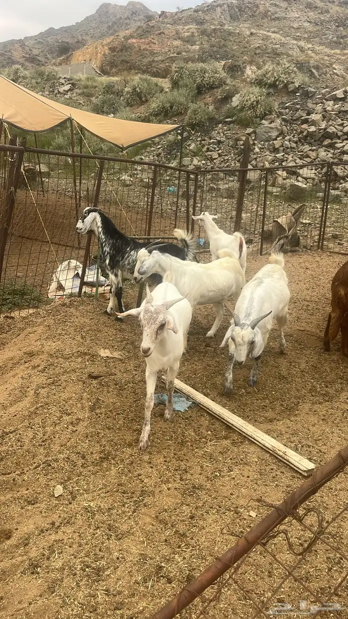 ذبايح طبخ وثلاجه مع التوصيل- حري - تيوس - سواكني 2