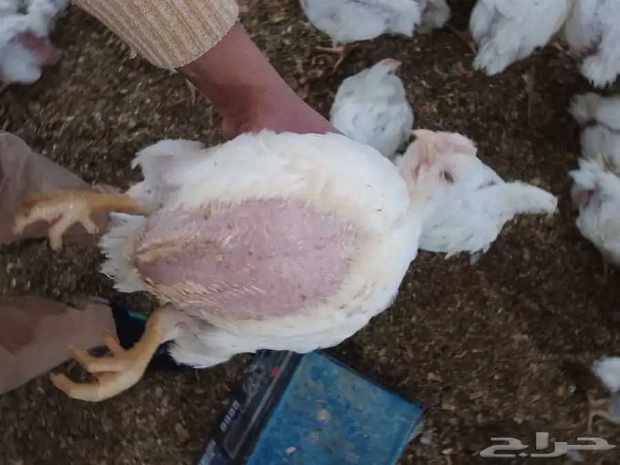 دجاج لاحم اوزان كبيره للبيع 0