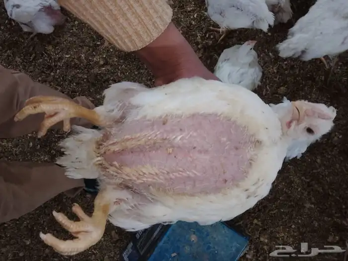 دجاج لاحم 0