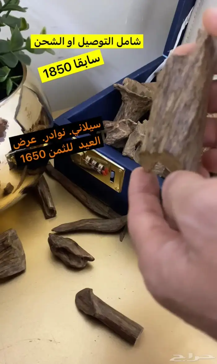 عود سيلاني. دبل مرتفع. كسر مباخر 0