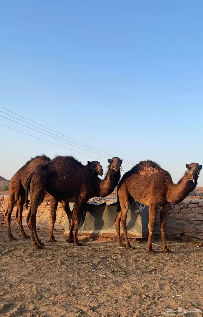 بكار طيبات مقنوي مفروده 2حقايق ولقية 1