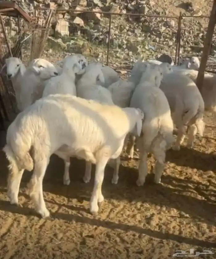 ذبايح طبخ وثلاجه مع التوصيل- حري - تيوس - سواكني 5