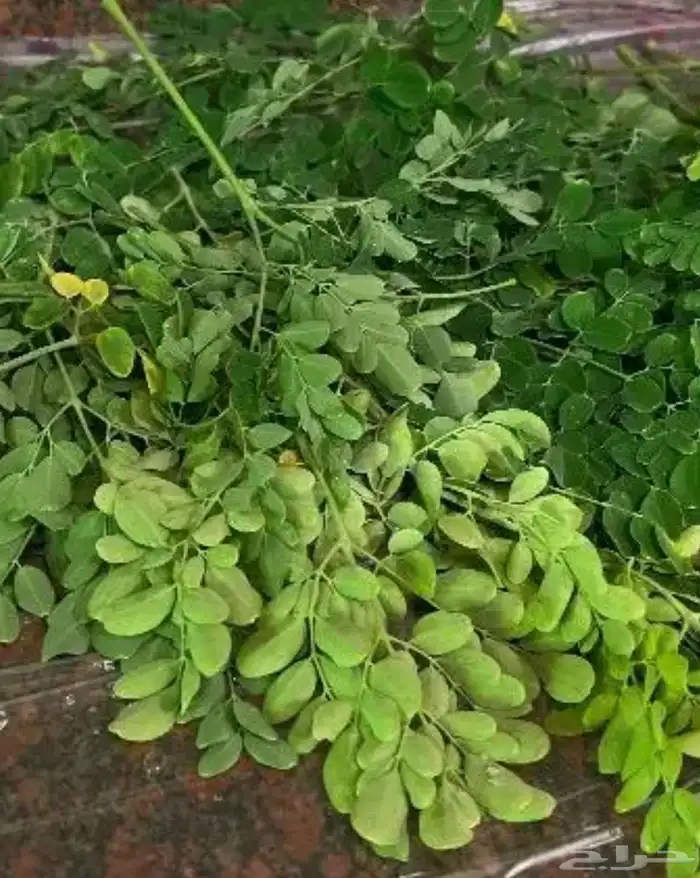 منتجات مورينجا 2