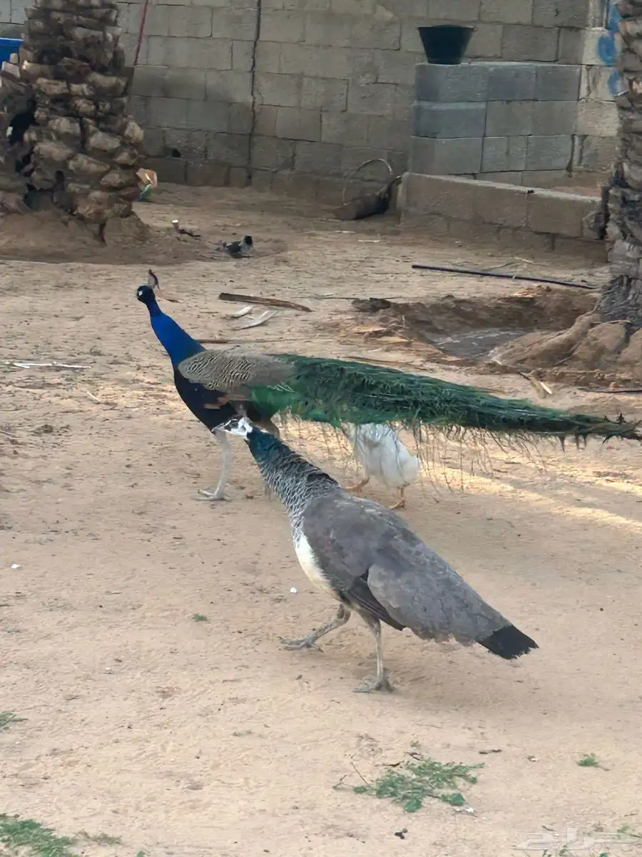 طاووس 4