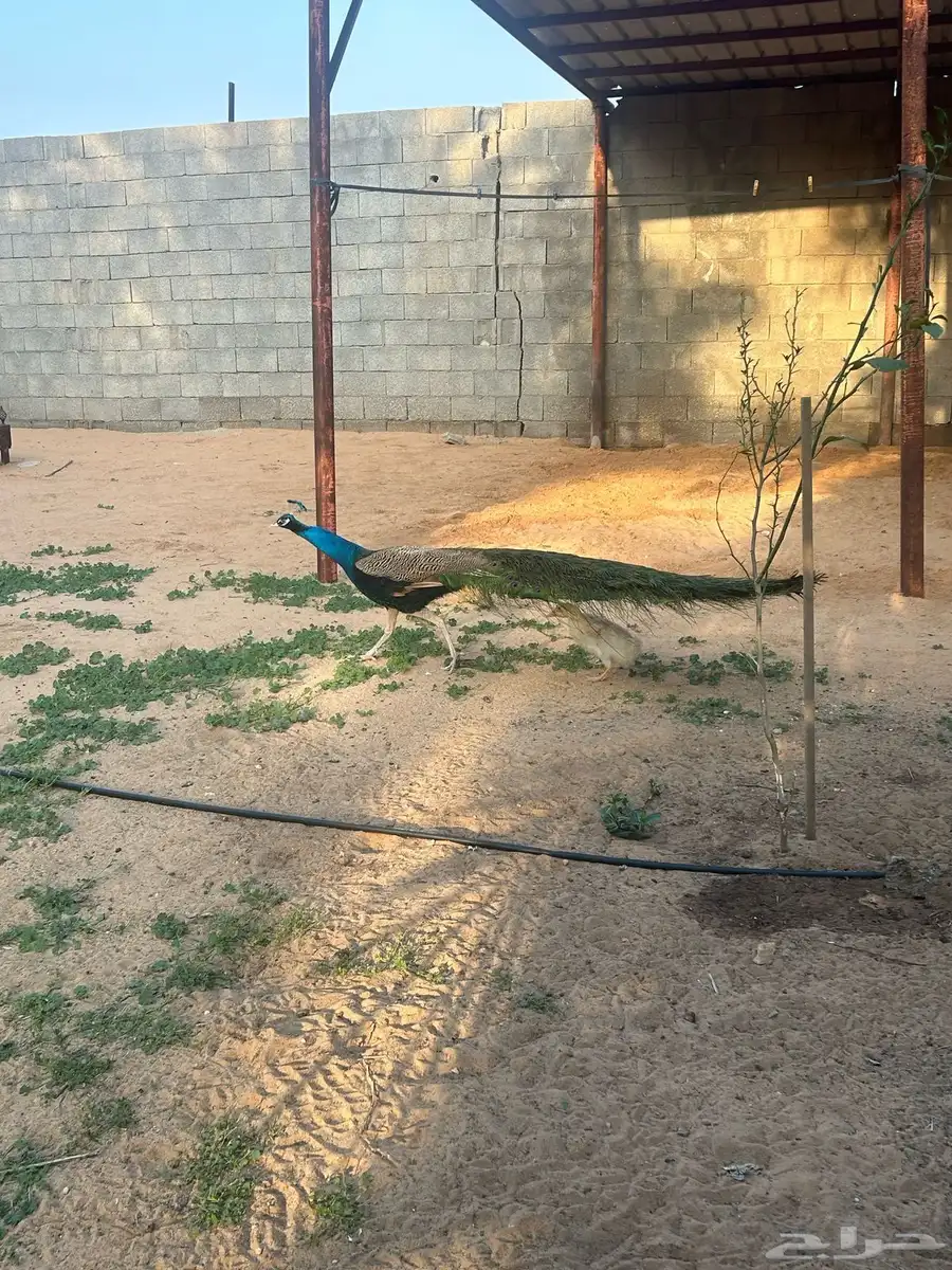 طاووس 3