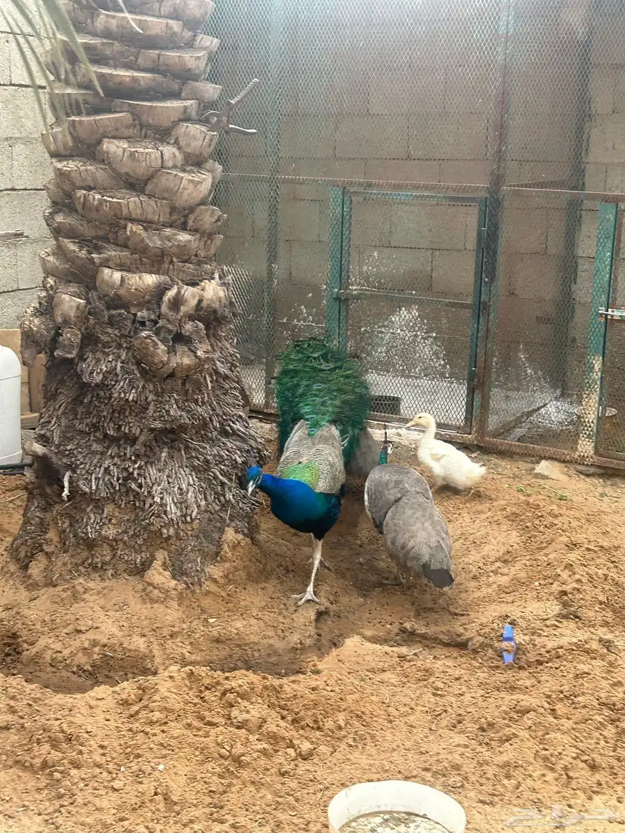 طاووس 7