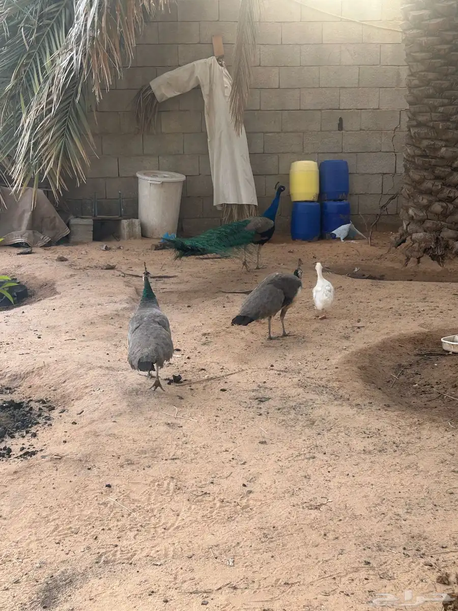 طاووس 1