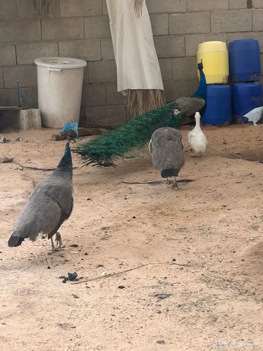 طاووس 6