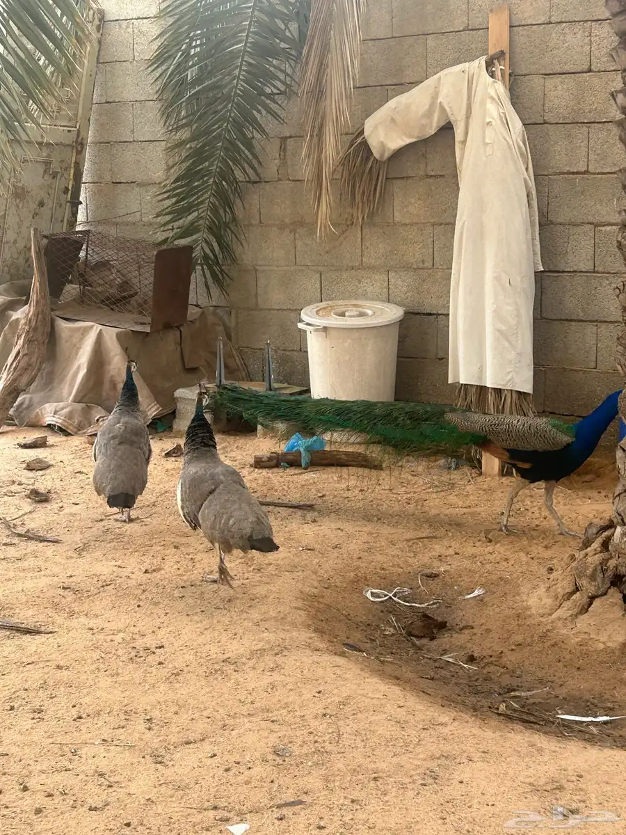 طاووس 2