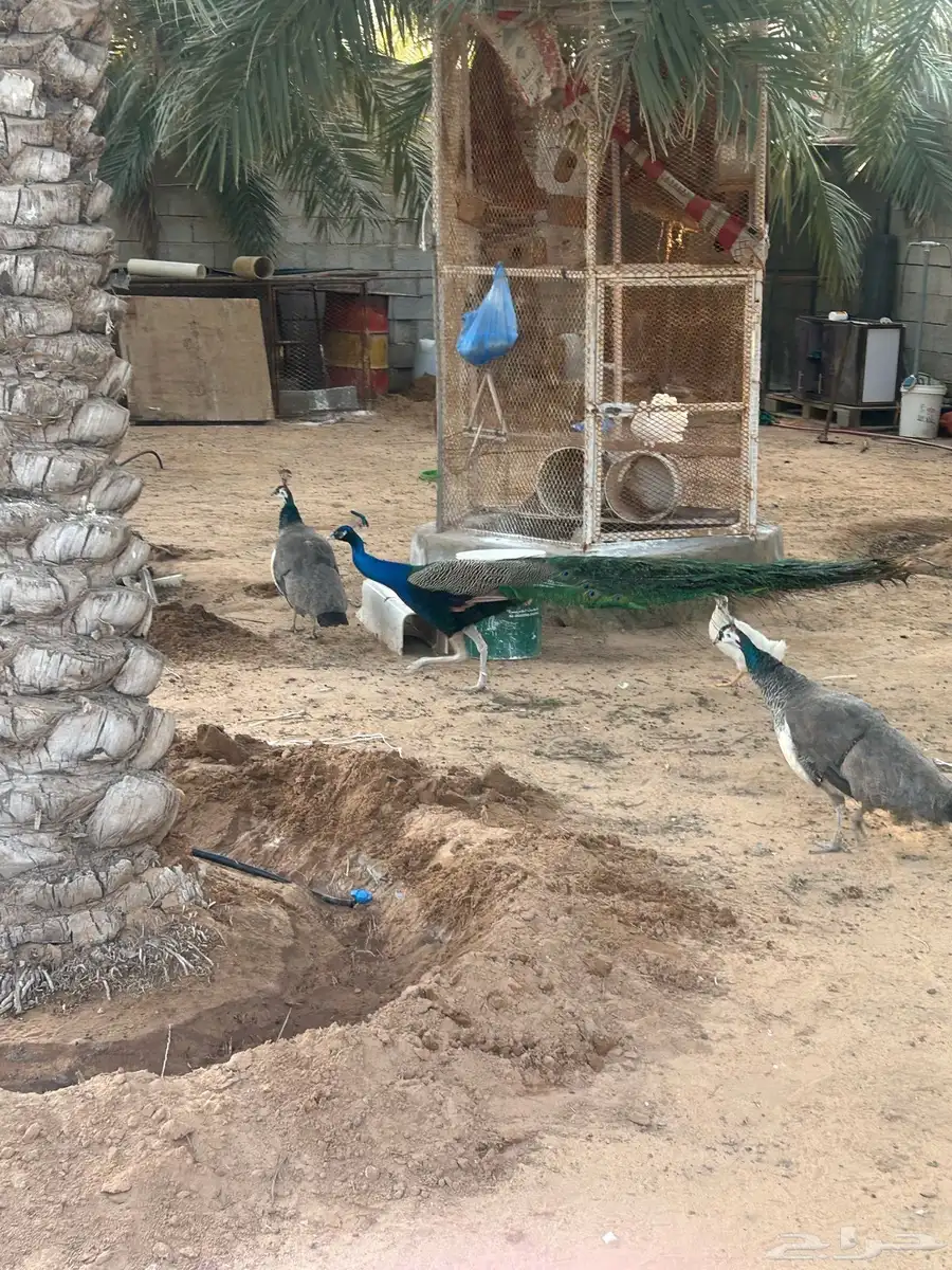 طاووس 5