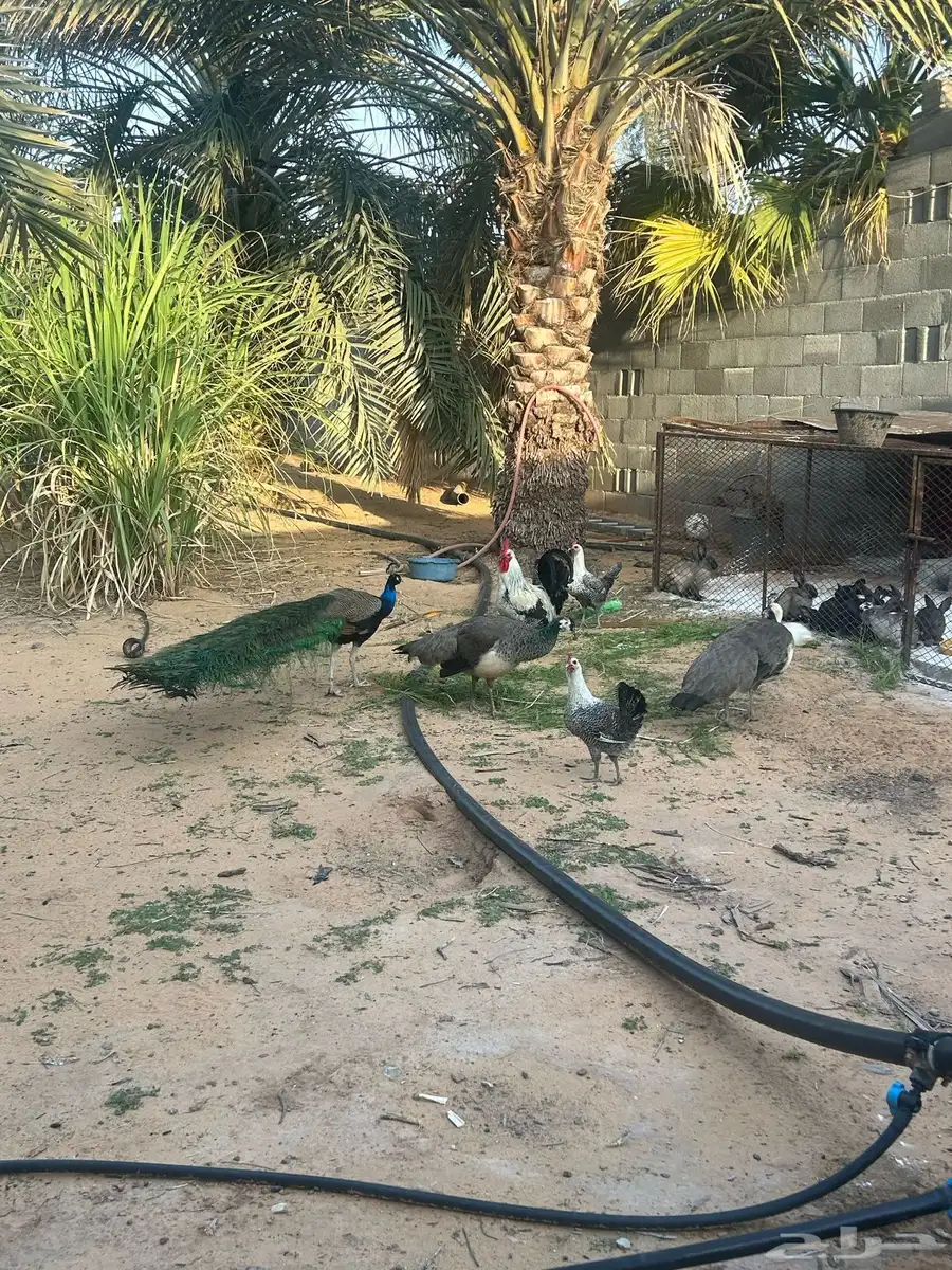 طاووس 0