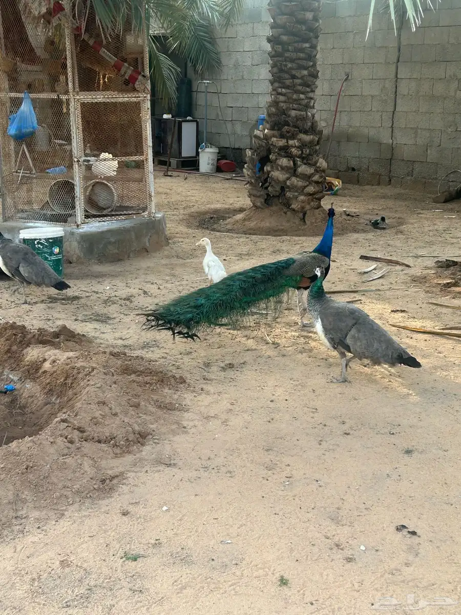 طاووس 8