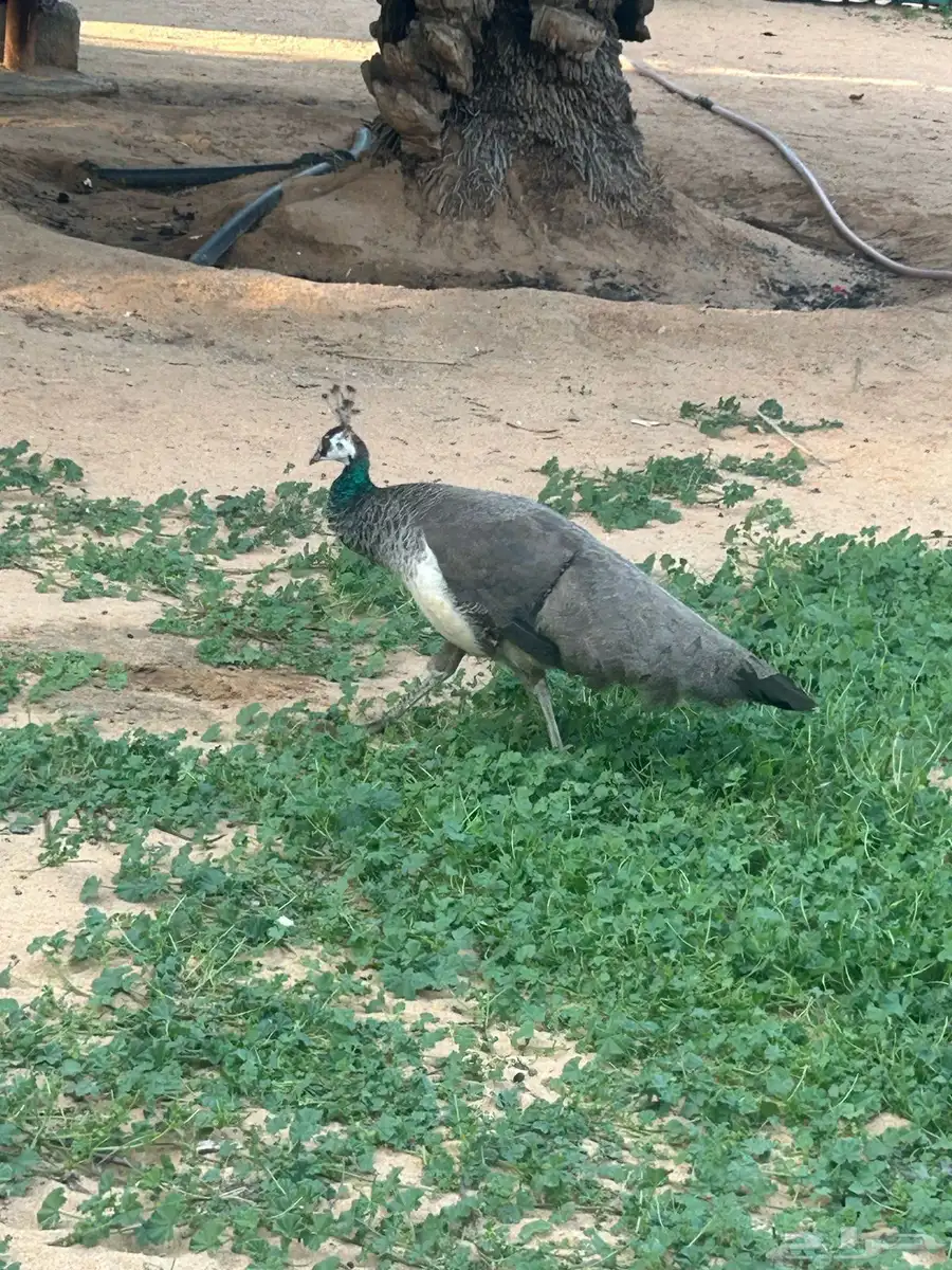 طاووس 10