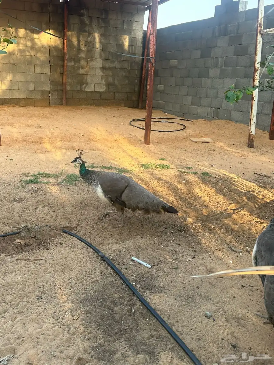 طاووس 9