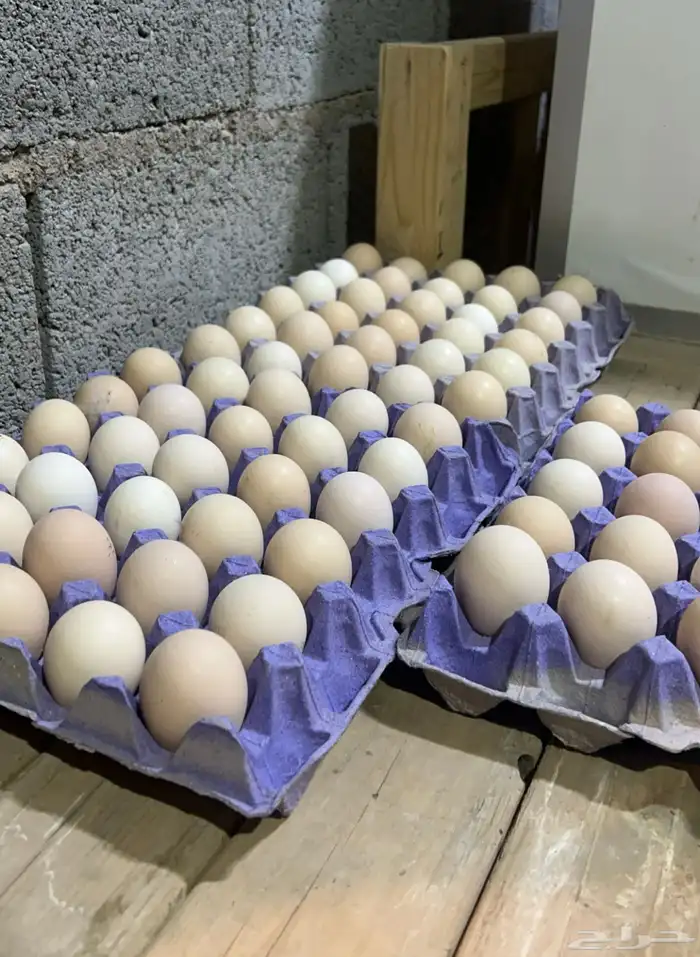 بيض براهما 2