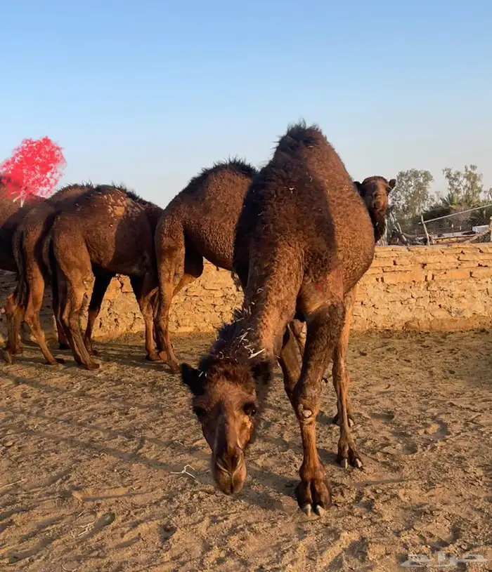 بكار طيبات مقنوي مفروده 2حقايق ولقية 0