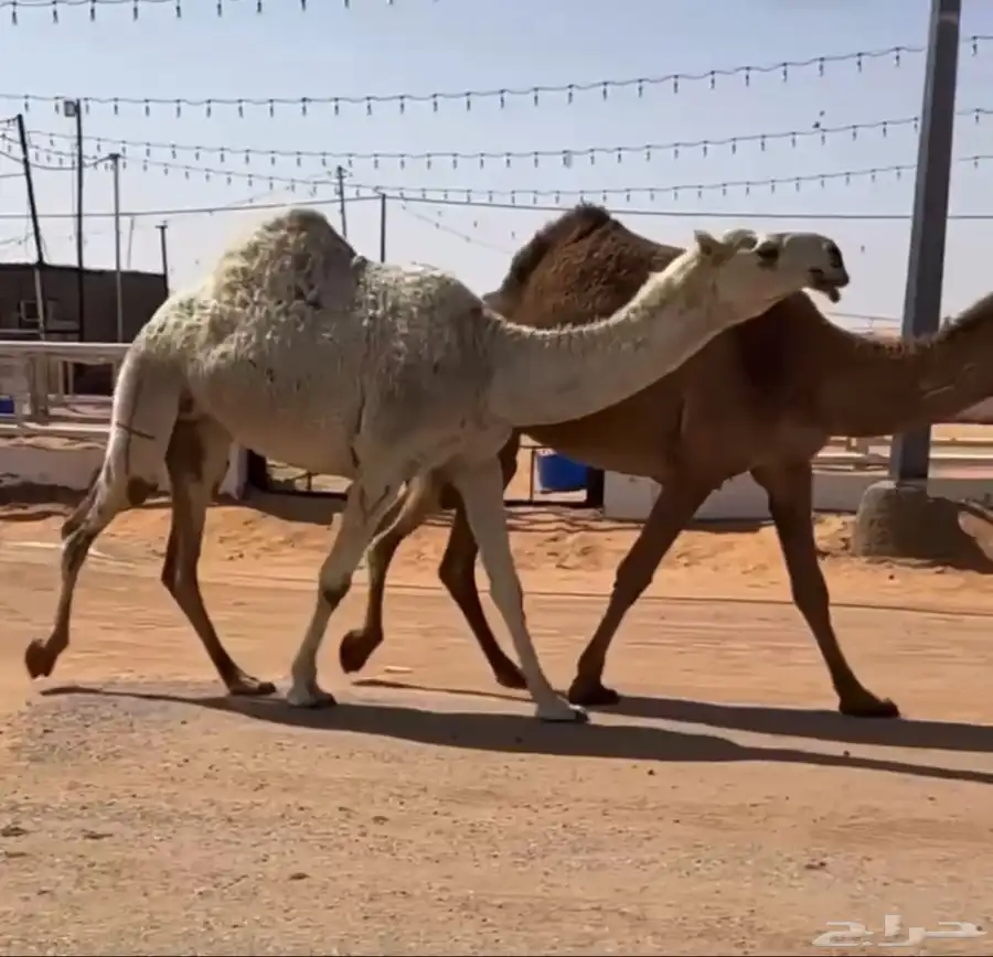 وضحاء رباع (( تم البيع )) 4