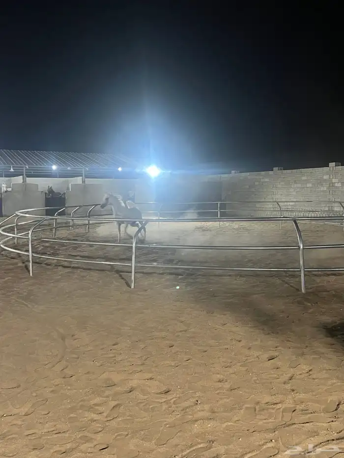 مربط خيل لخدمات الايواء 7