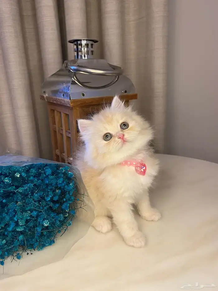 قطط للبيع سكوتش 0