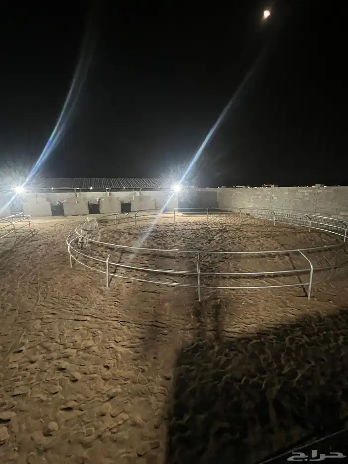 مربط خيل لخدمات الايواء 10
