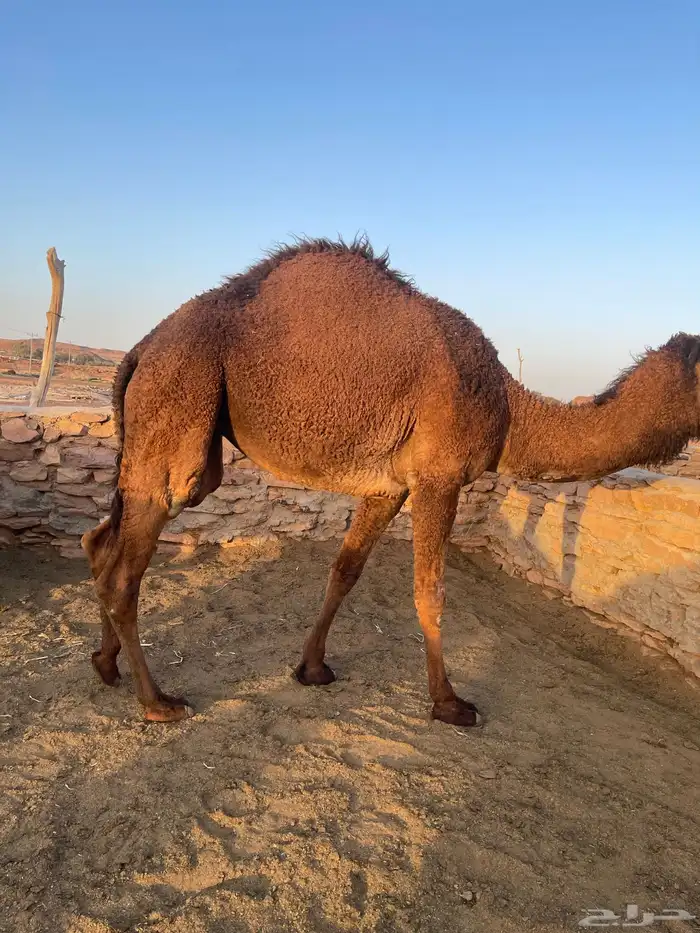 بكار طيبات مقنوي مفروده 2حقايق ولقية 3
