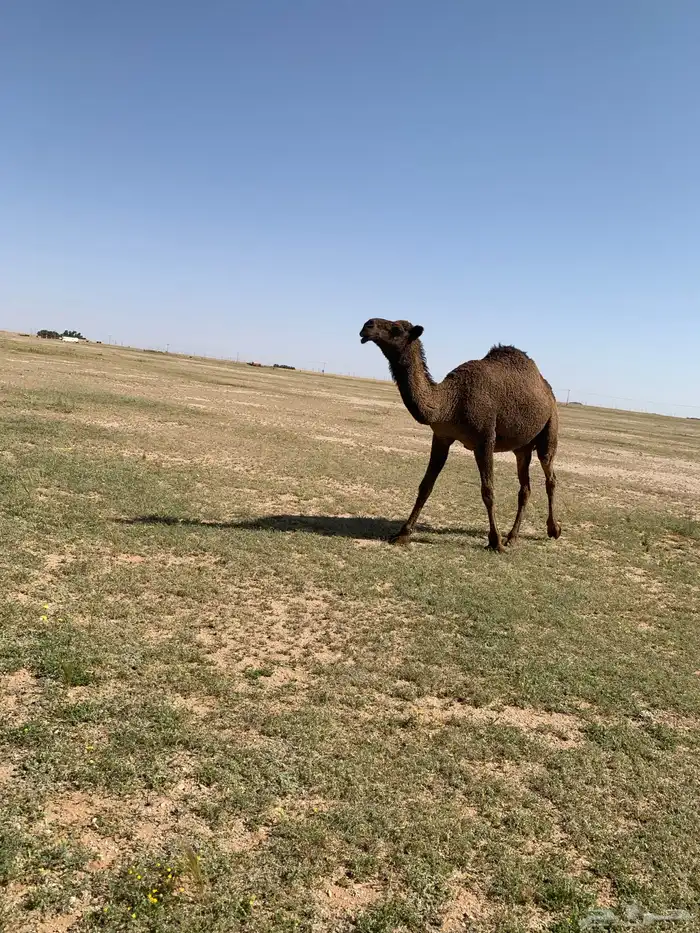 لقيه صفراء 1