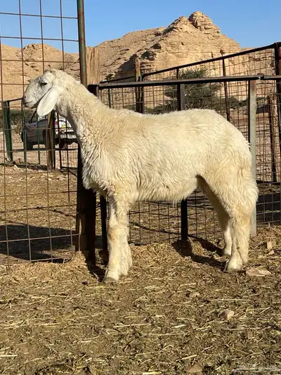 خروف حري 1
