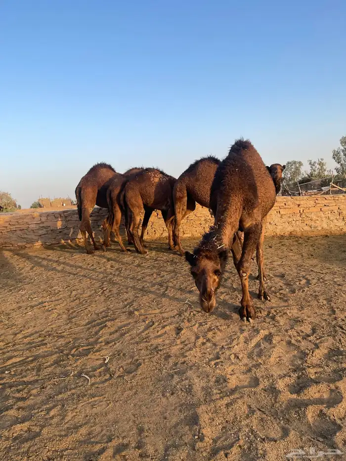بكار طيبات مقنوي مفروده 2حقايق ولقية 6