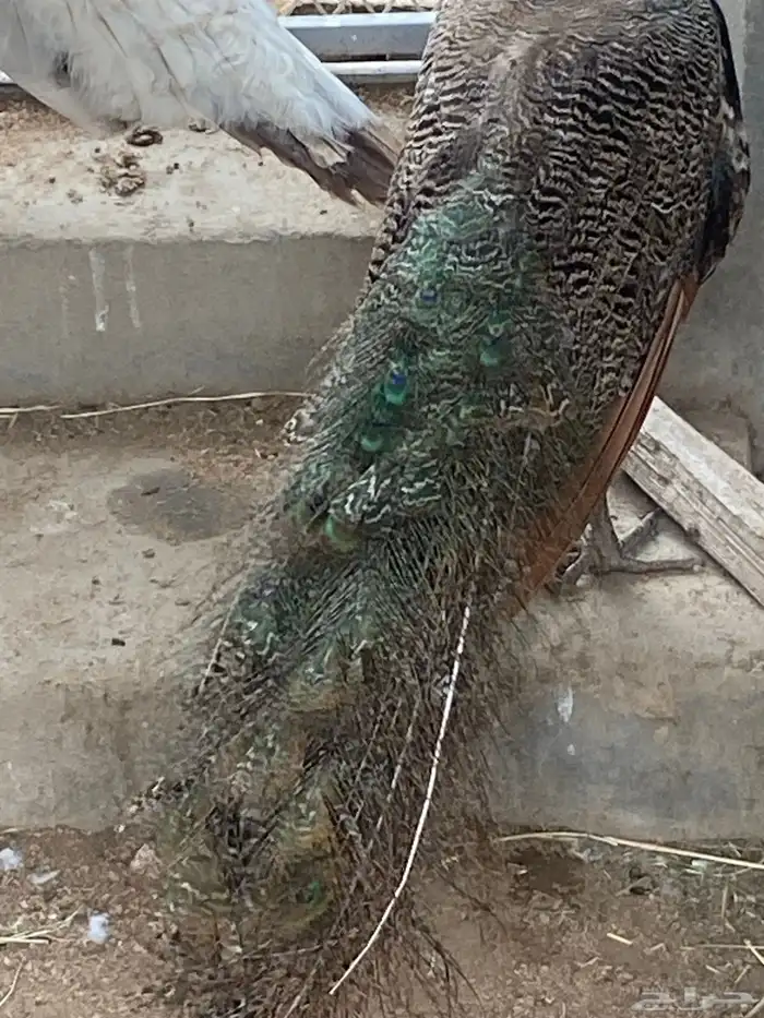 طاووس 7