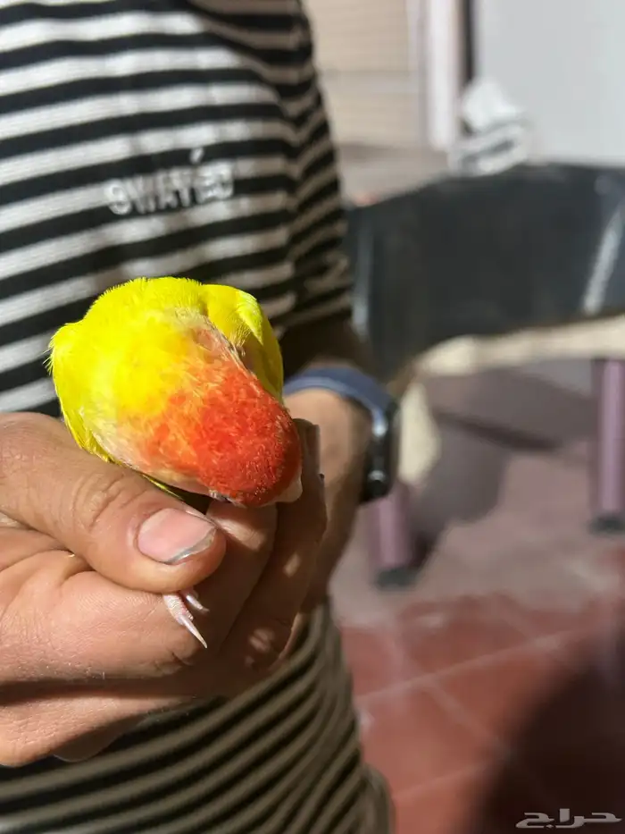 طير روز 5