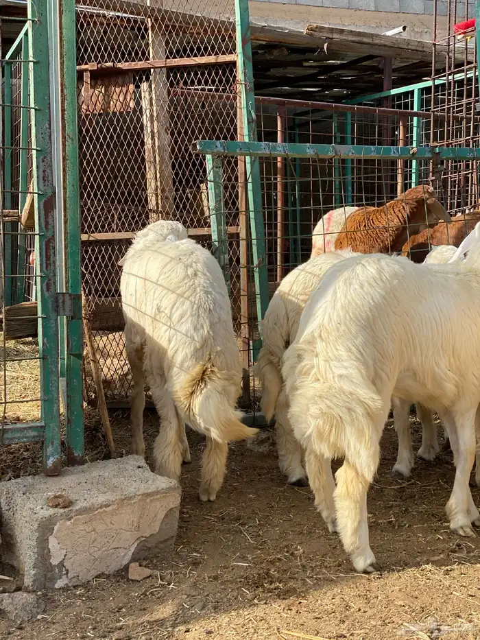 طليان حري 1
