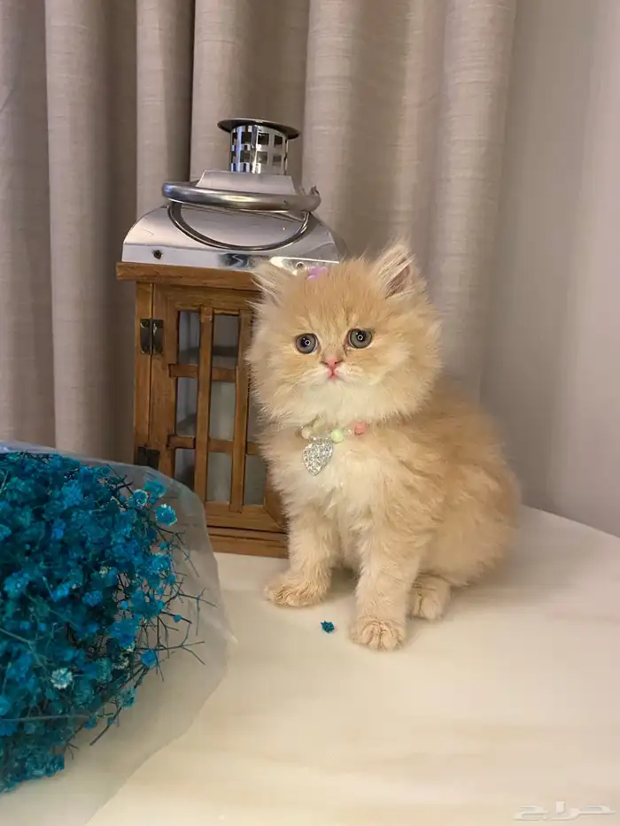 قطط للبيع سكوتش 3