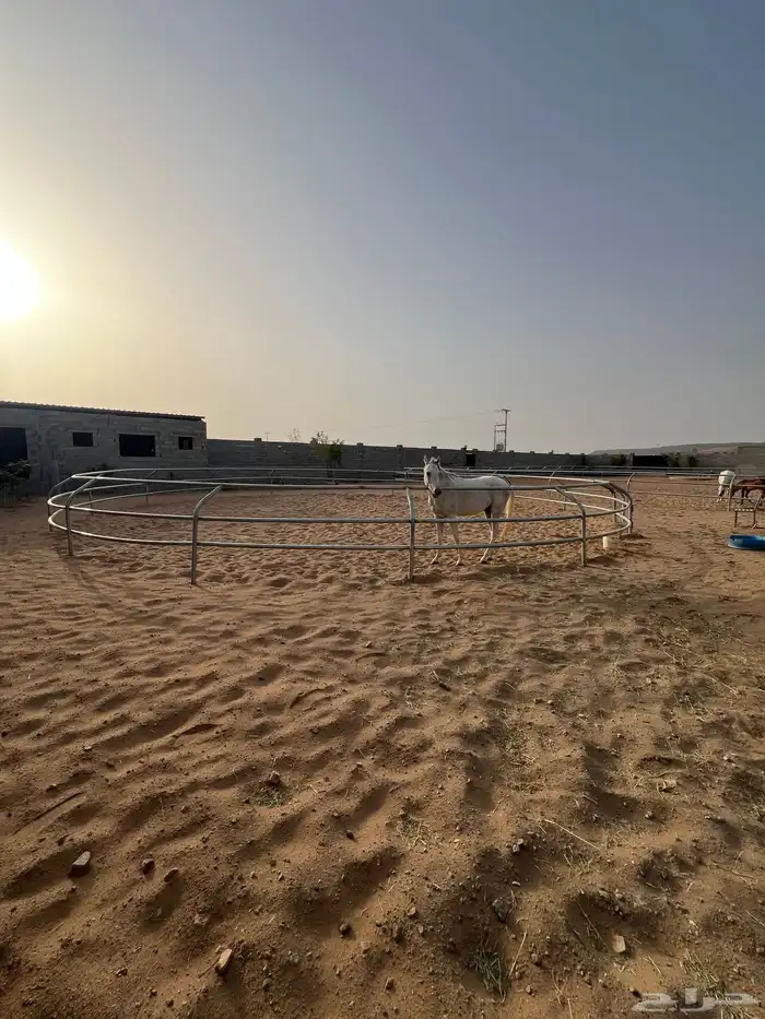 اسطبل الخيل العربيه الاصيله 3